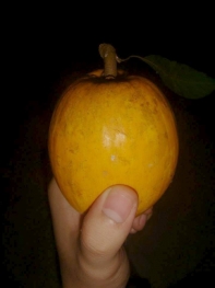 Chesa / Tisa Fruit